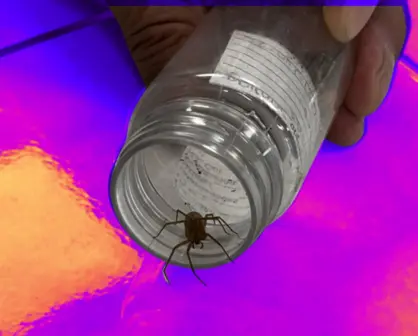 Temporada de araña violinista: ¿Qué hacer y cómo protegerse del arácnido mortal? 