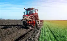 Tamaulipas desarrollará biocombustibles a partir de estos cultivos