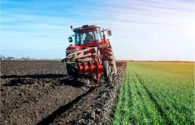 Tamaulipas desarrollará biocombustibles a partir de estos cultivos