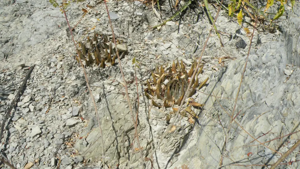 Este es el cactus nativo de Tamaulipas capaz de crecer entre las rocas