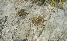 Este es el cactus nativo de Tamaulipas capaz de crecer entre las rocas