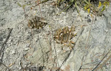 Este es el cactus nativo de Tamaulipas capaz de crecer entre las rocas