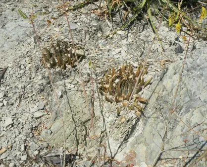 Este es el cactus nativo de Tamaulipas capaz de crecer entre las rocas