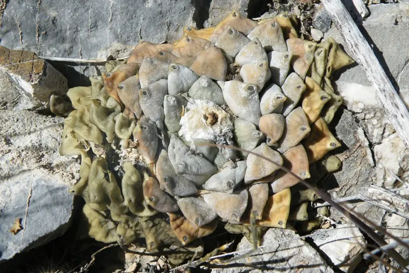 Ariocarpus retusus creciendo entre rocas. Foto: Wikipedia