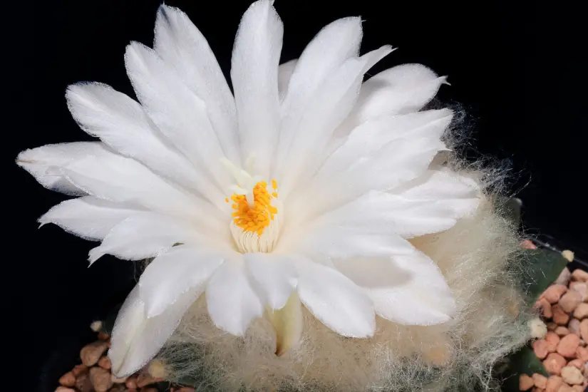 Ariocarpus retusus en floración. Foto: Wikipedia