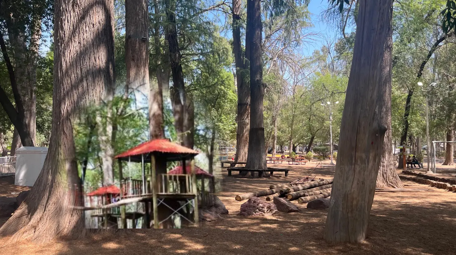 Foto: Jesús Carrillo| Esta fue la razón por la que fueron removidas las casitas del árbol en el Parque Guadiana.