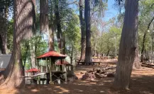 Esta es la razón por la que quitaron del Parque Guadiana las casitas del árbol