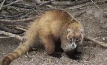 Este animal nativo de Durango es confundido casi siempre con un mapache, ¿lo has visto?
