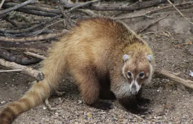 Este animal nativo de Durango es confundido casi siempre con un mapache, ¿lo has visto?