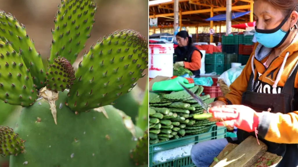 CDMX lanza concurso de pelado de nopales: así puedes ganar hasta 10 mil pesos