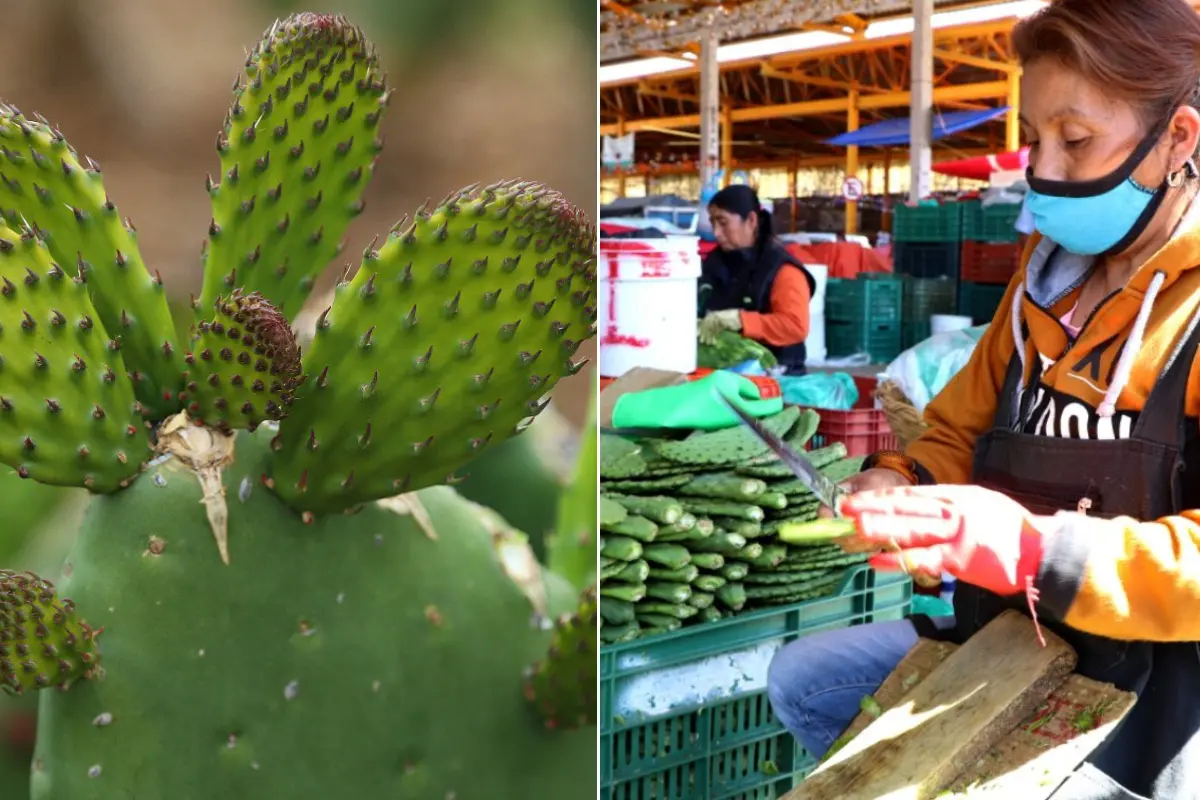 Persona pelando nopales y penca de nopales. Foto: X (@corenadr) | Canva | X (@GobCDMX)