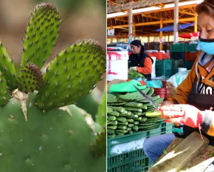 CDMX lanza concurso de pelado de nopales: así puedes ganar hasta 10 mil pesos