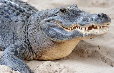 Esto quieren hacer con los cocodrilos capturados en Tamaulipas