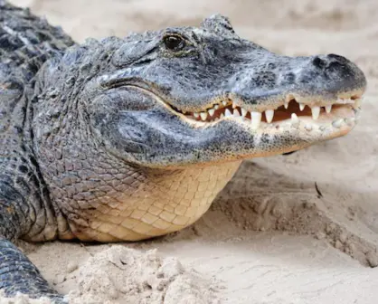 Esto quieren hacer con los cocodrilos capturados en Tamaulipas