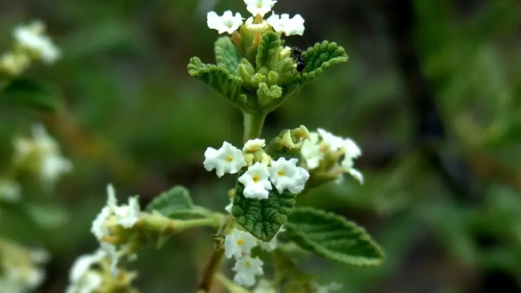 Esta es la planta nativa de Nuevo León que alivia el dolor de garganta de forma natural