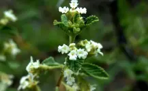 Esta es la planta nativa de Nuevo León que alivia el dolor de garganta de forma natural