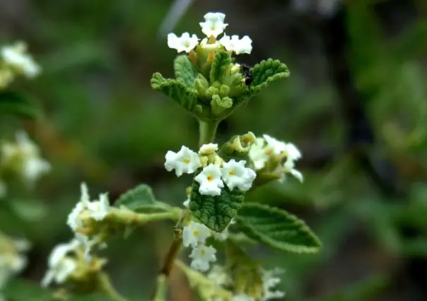Esta es la planta nativa de Nuevo León que alivia el dolor de garganta de forma natural