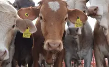 Busca Tamaulipas evitar ingreso de gusano barrenador para poder exportar ganado