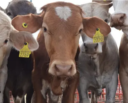 Busca Tamaulipas evitar ingreso de gusano barrenador para poder exportar ganado