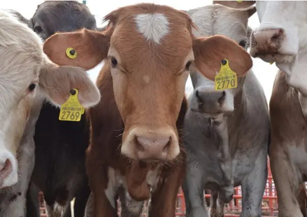 Busca Tamaulipas evitar ingreso de gusano barrenador para poder exportar ganado