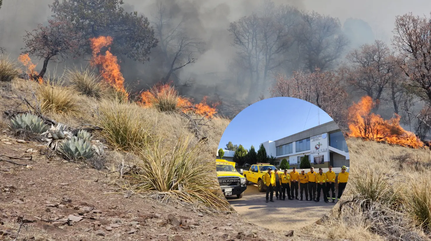 Foto: X/@CONAFOR | Algunas de las brigadas de Durango que sofocaron el incendio en Tepehuanes, fueron enviadas para combatir incendios en Chihuahua.