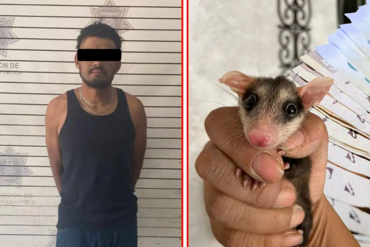 Maltrato animal en Coahuila, este puede ser precio de sus acciones / Fotos: Comisaria de Seguridad | Canva
