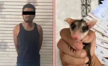 Maltrato animal en Saltillo, esto puede que pagar el asesino de tlacuaches en Coahuila