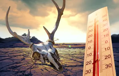 Ola de calor: 5 formas en las que las altas temperaturas afectan tu forma de vida
