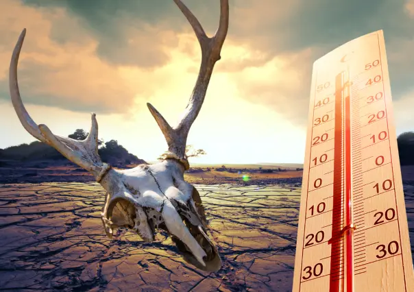 Ola de calor: 5 formas en las que las altas temperaturas afectan tu forma de vida