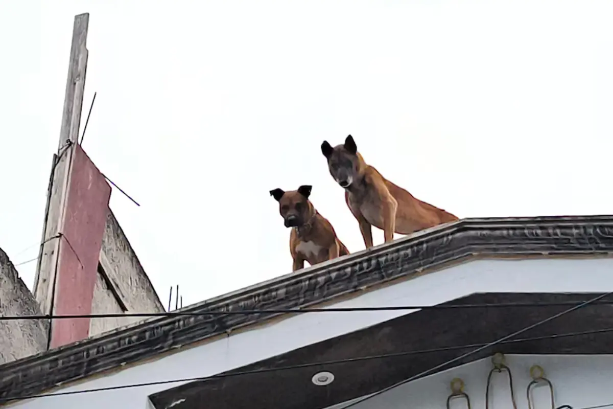 Perros rescatados en la Álvaro Obregón. Foto: X  @PAOTmx