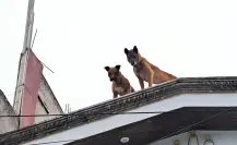Nuevo caso de maltrato animal en CDMX: rescatan a perros golpeados en Álvaro Obregón
