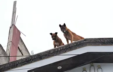 Nuevo caso de maltrato animal en CDMX: rescatan a perros golpeados en Álvaro Obregón