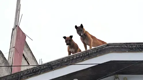 Nuevo caso de maltrato animal en CDMX: rescatan a perros golpeados en Álvaro Obregón