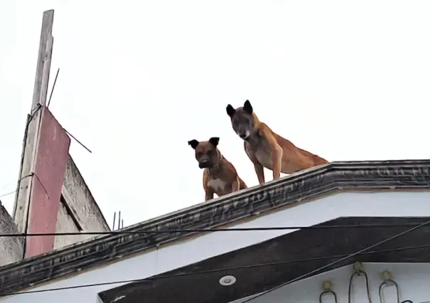 Nuevo caso de maltrato animal en CDMX: rescatan a perros golpeados en Álvaro Obregón