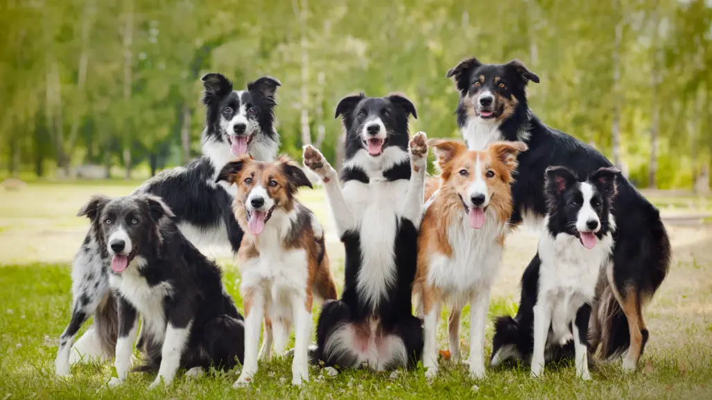 ¿Un compañero de vida? Estas razas de perro son las que viven más tiempo