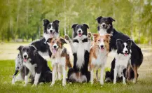 ¿Un compañero de vida? Estas razas de perro son las que viven más tiempo