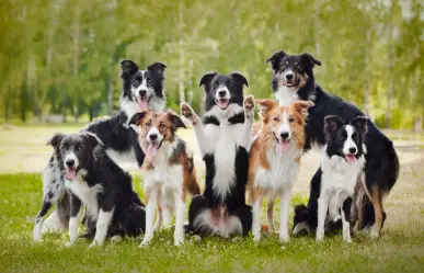 ¿Un compañero de vida? Estas razas de perro son las que viven más tiempo