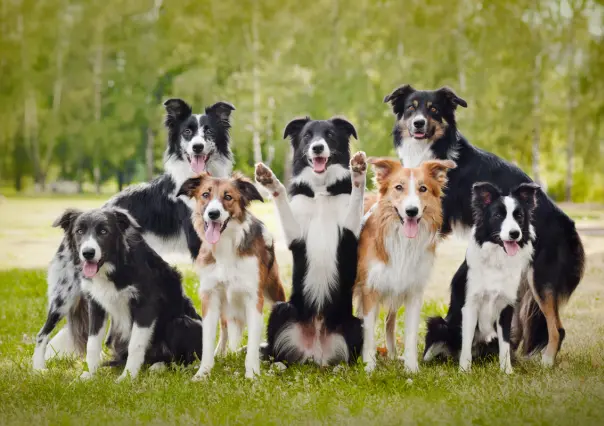 ¿Un compañero de vida? Estas razas de perro son las que viven más tiempo