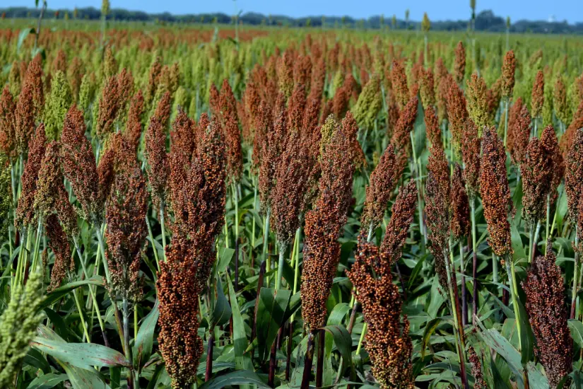 Tamaulipas es el principal productor de sorgo del país. Foto: Carlos García