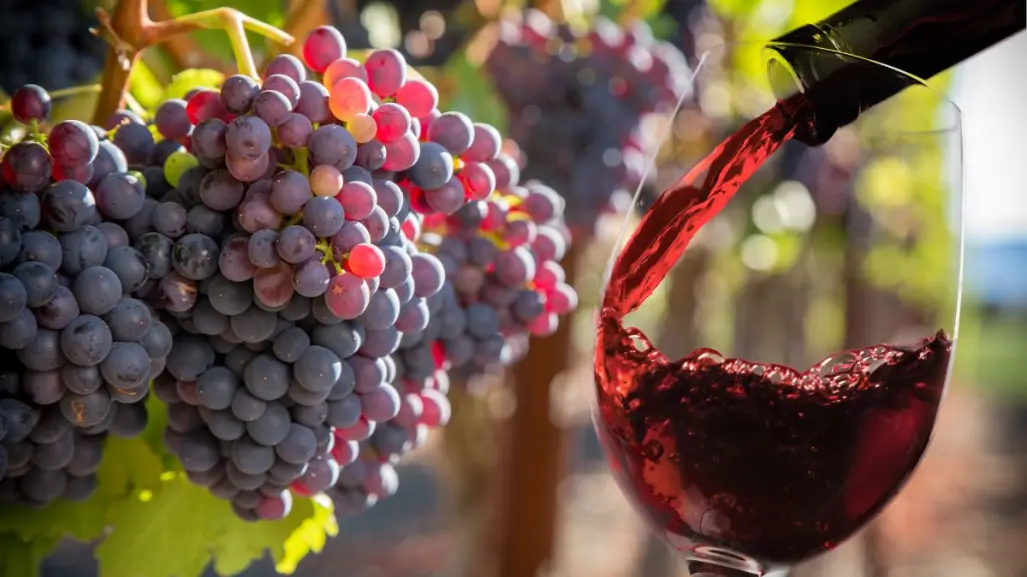 Este es el vino nativo de Coahuila más joven