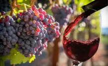 Este es el vino nativo de Coahuila más joven 
