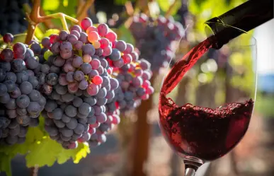 Este es el vino nativo de Coahuila más joven 