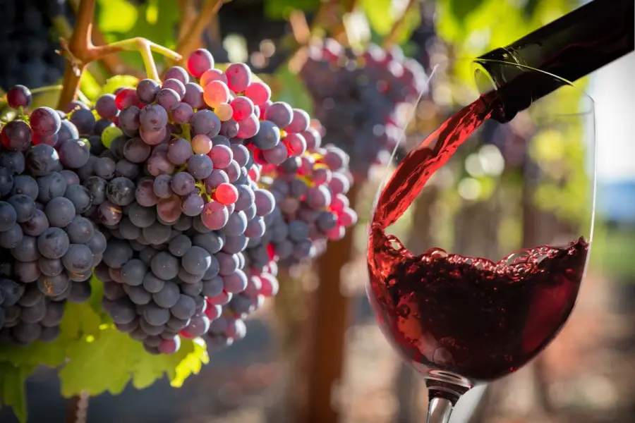 Este es el vino nativo de Coahuila más joven 
