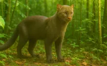 El felino sin rayas ni manchas que vive en Yucatán y es todo un enigma