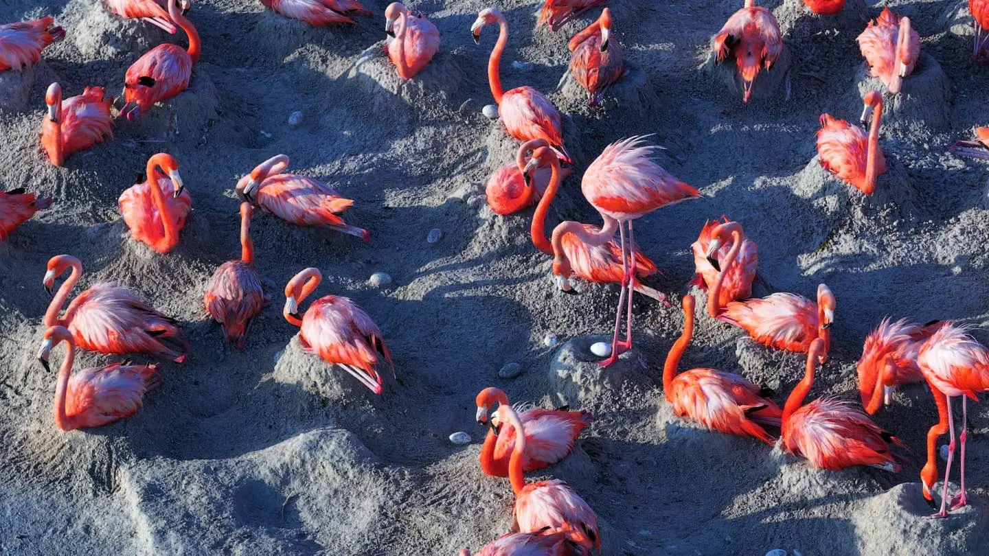 ¿Cuántos flamencos están anidando este año en Ría Lagartos?. Foto: CONANP