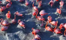 Así anidan los flamencos Rosa en Río Lagartos, Yucatán