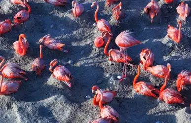 Así anidan los flamencos Rosa en Río Lagartos, Yucatán