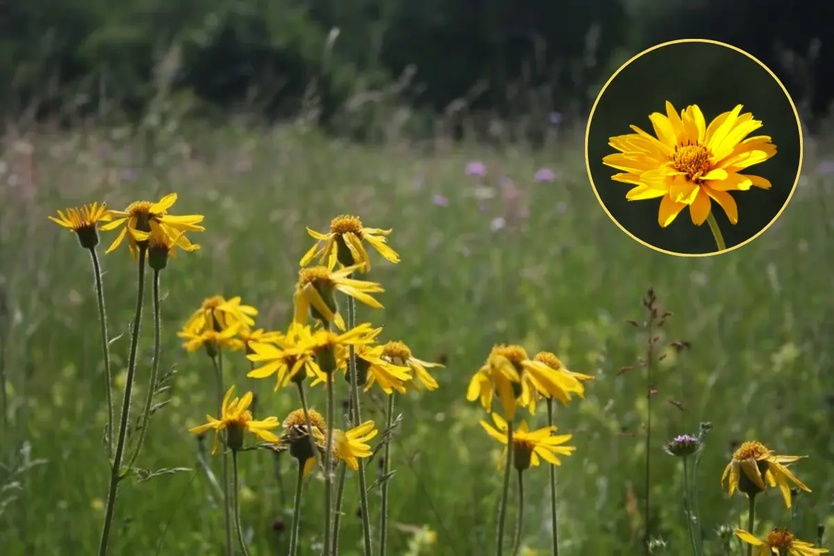 Este remedio es ideal para inflamaciones leves, dolores musculares y como apoyo digestivo./Foto: Naturefund/ Canva