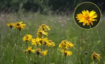 Plantas nativas en Coahuila: la árnica, ¿cuáles son las virtudes de esta flor milenaria?