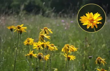 Plantas nativas en Coahuila: la árnica, ¿cuáles son las virtudes de esta flor milenaria?